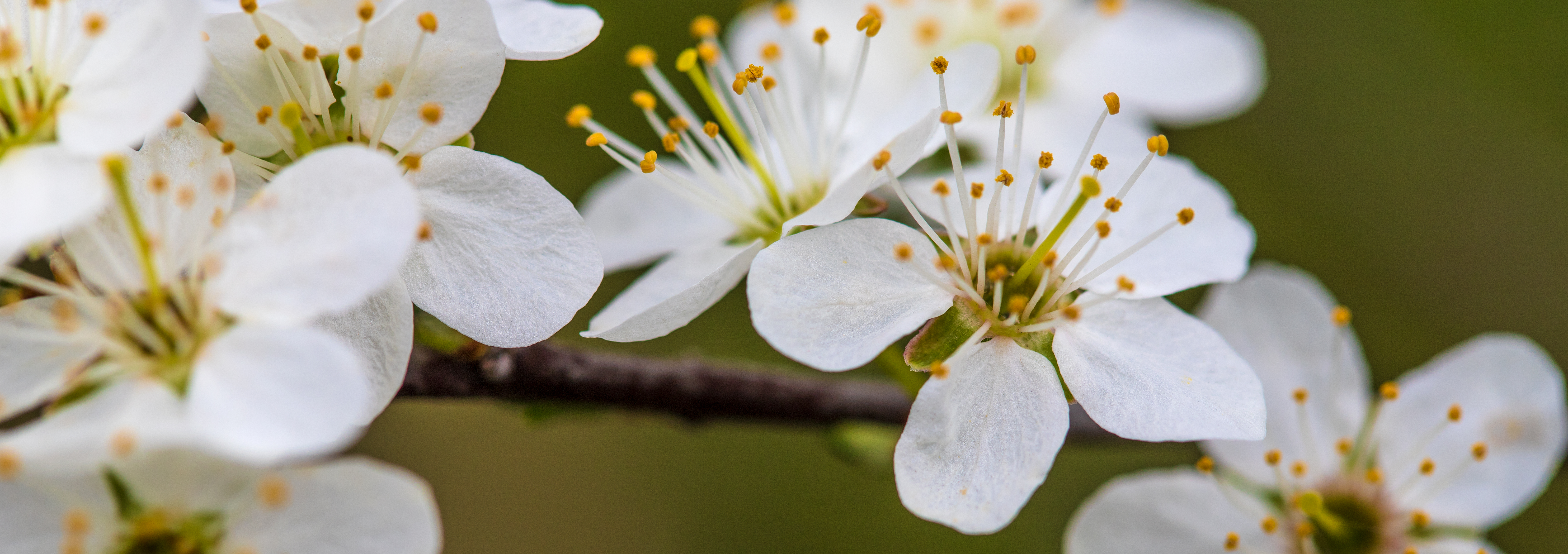 May Blossom Panorama small.jpg